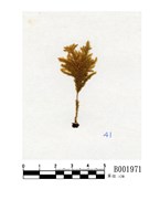 藏品(齒葉平苔)的圖片